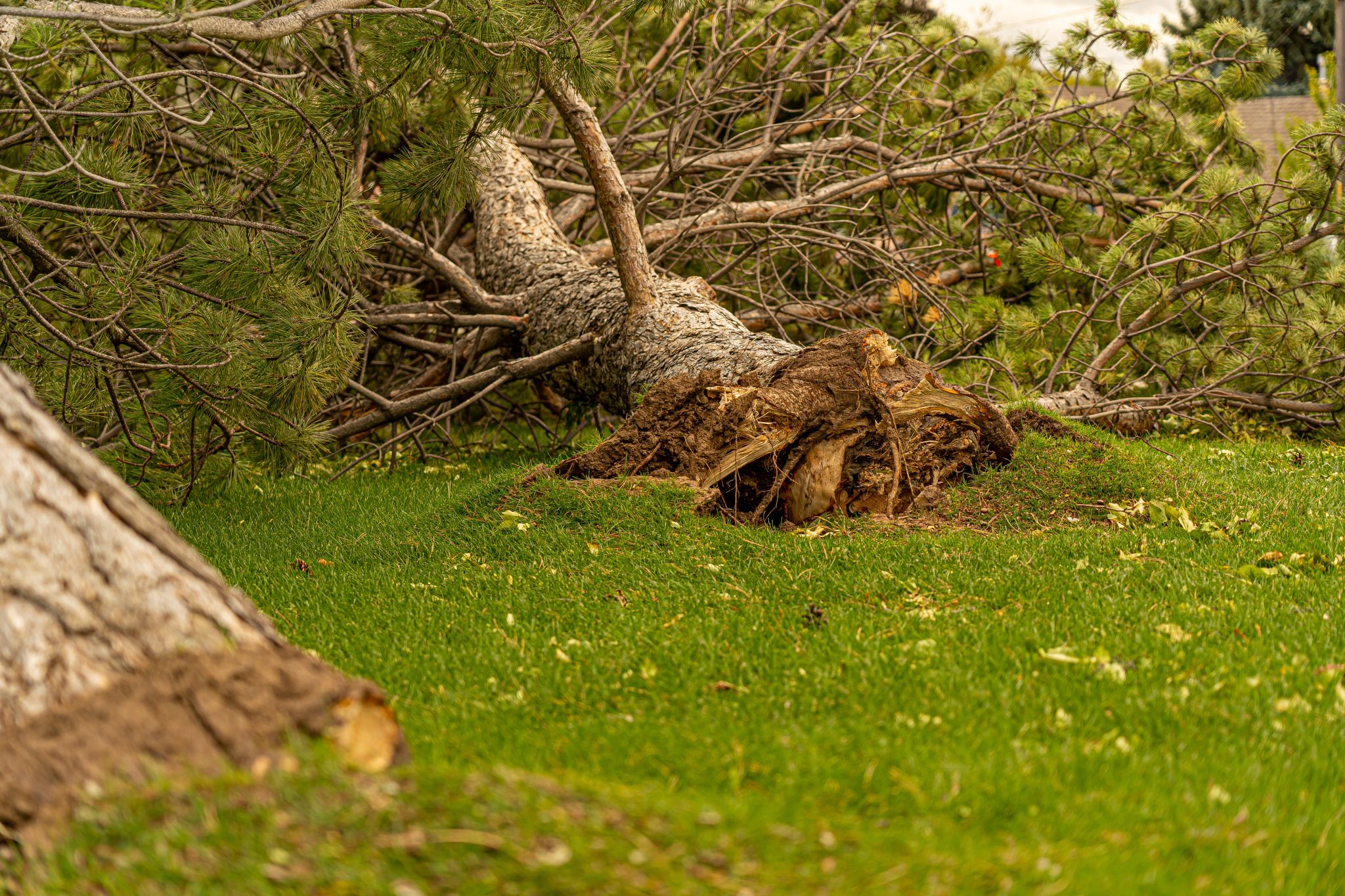 24/7 Emergency Tree Service, Atlanta, Georgia