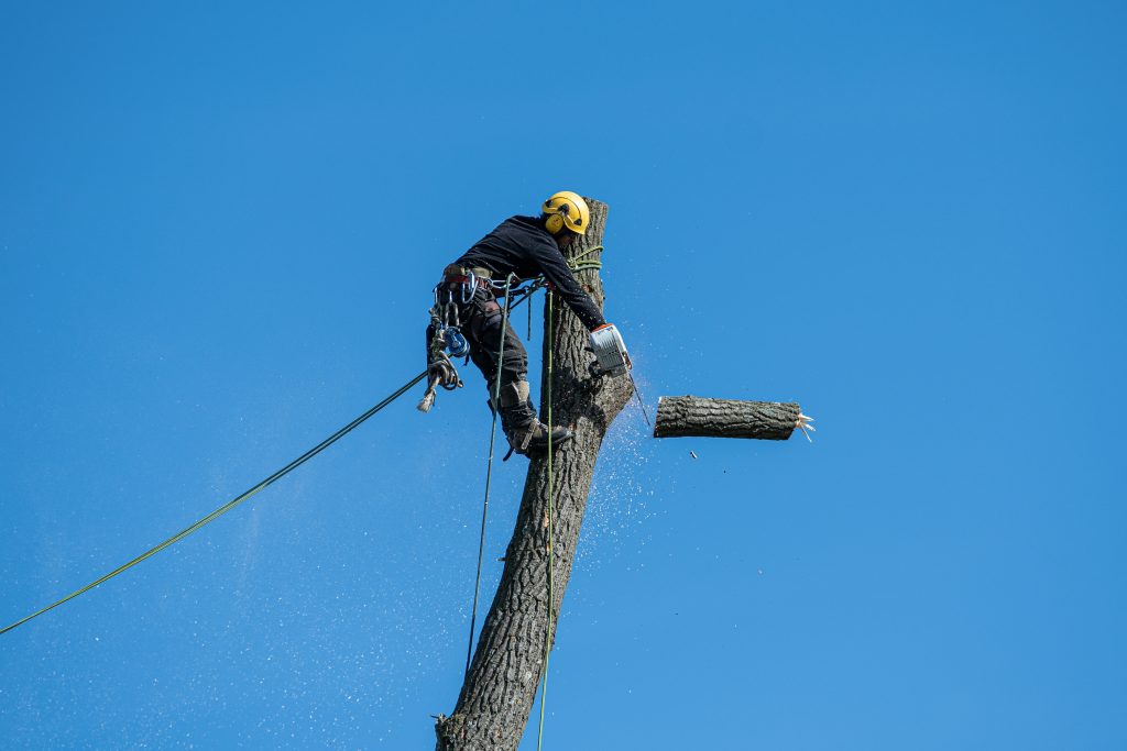 Experienced Arborists for Urgent Tree Situations