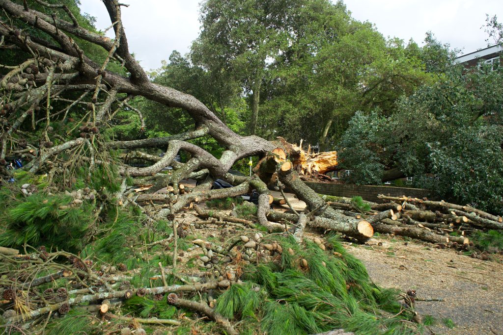 Emergency Tree Removal in Atlanta, GA