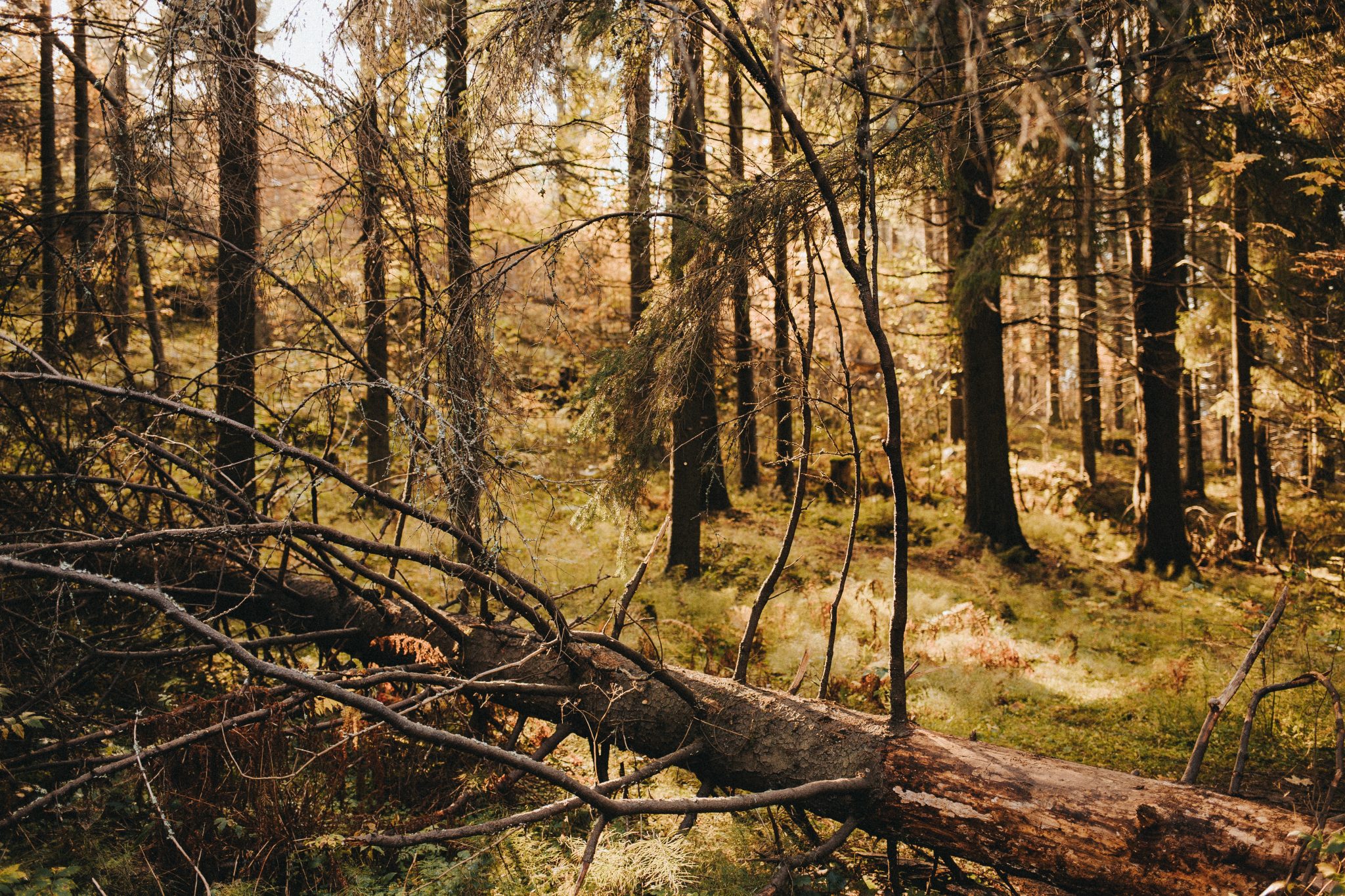 Swift Emergency Tree Care in Atlanta Metro Area