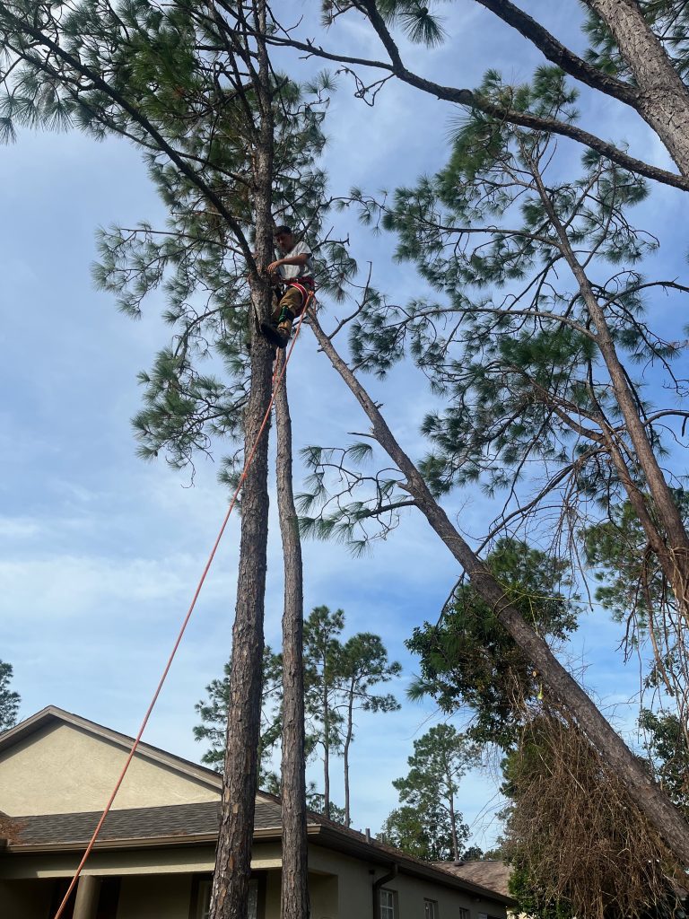 Don't let fallen trees cause damage - SES Tree Services offers proactive solutions for homes in Atlanta, Georgia."