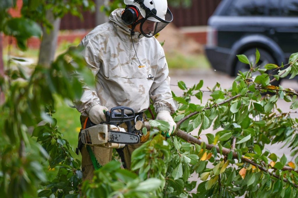 Professional arborists from SES Tree Service trimming a large oak tree in Alpharetta, using safety gear and a cherry picker.