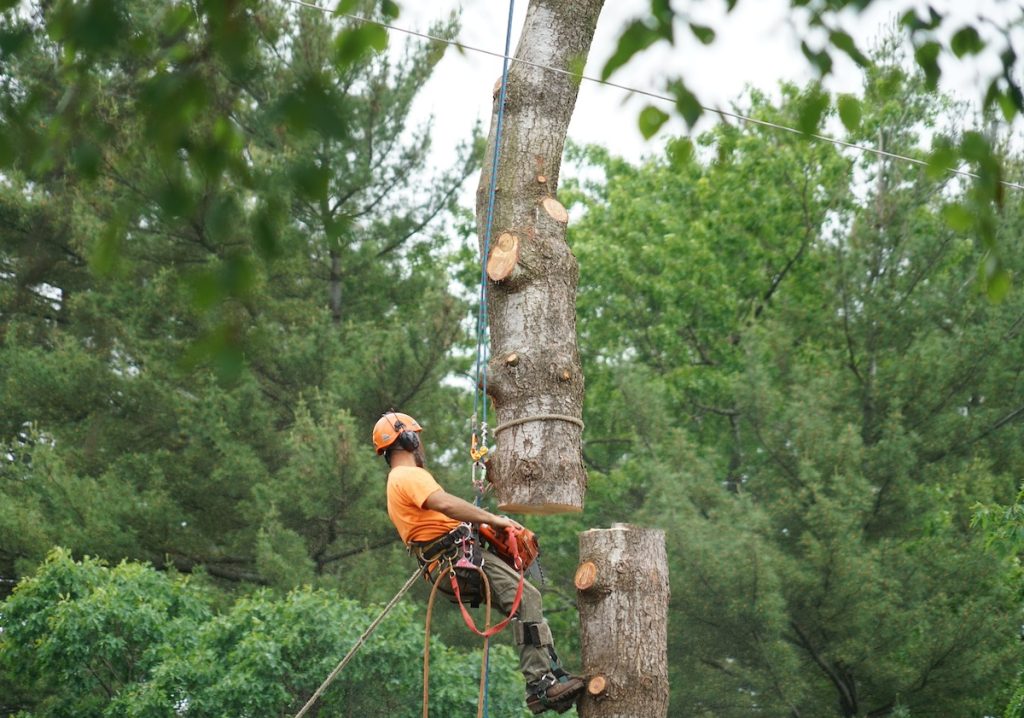 Tree Service crew safely removing a large pine tree in a Canton neighborhood, using a crane and safety measures