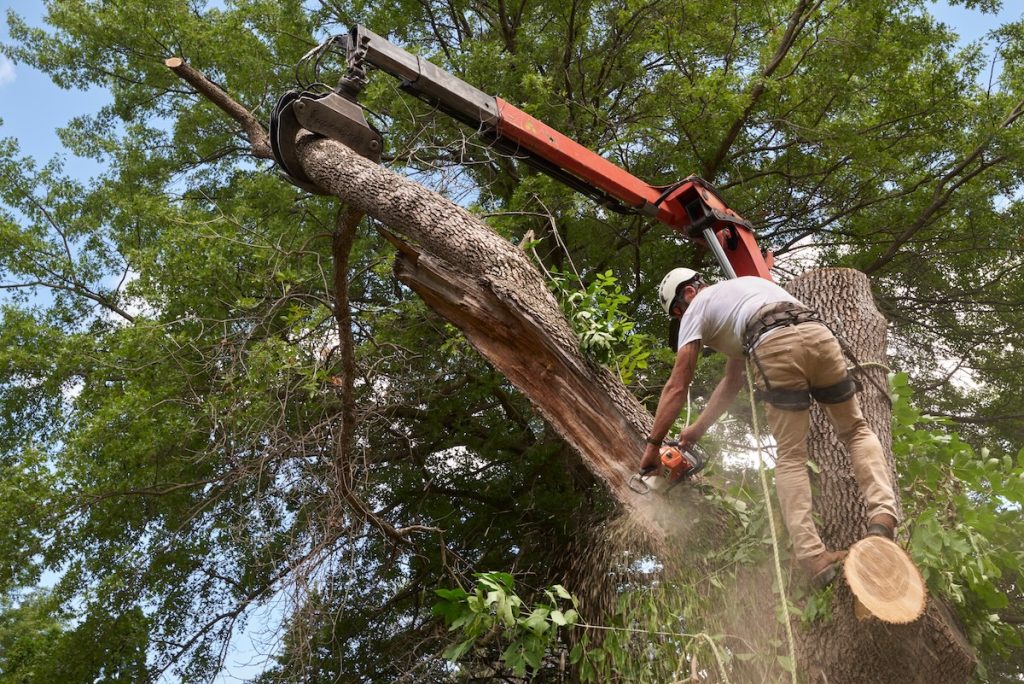 Tree Service arborist safely pruning a mature oak tree, wearing full safety gear and using a handheld saw, in a lush backyard.