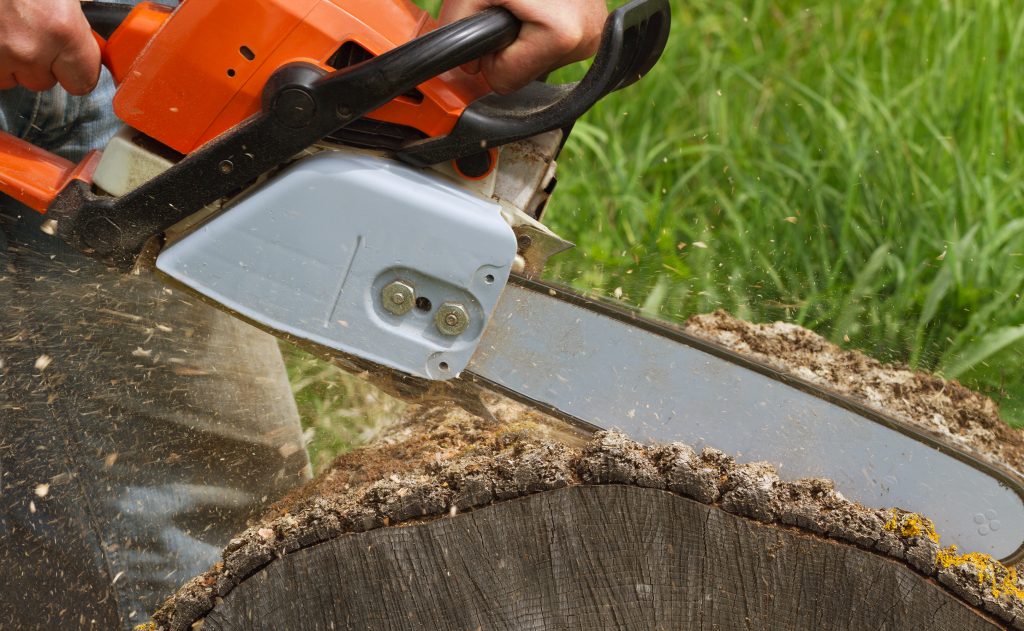 Tree Service crew safely sawing and cutting a large pine tree in a Roswell neighborhood, using safety measures.