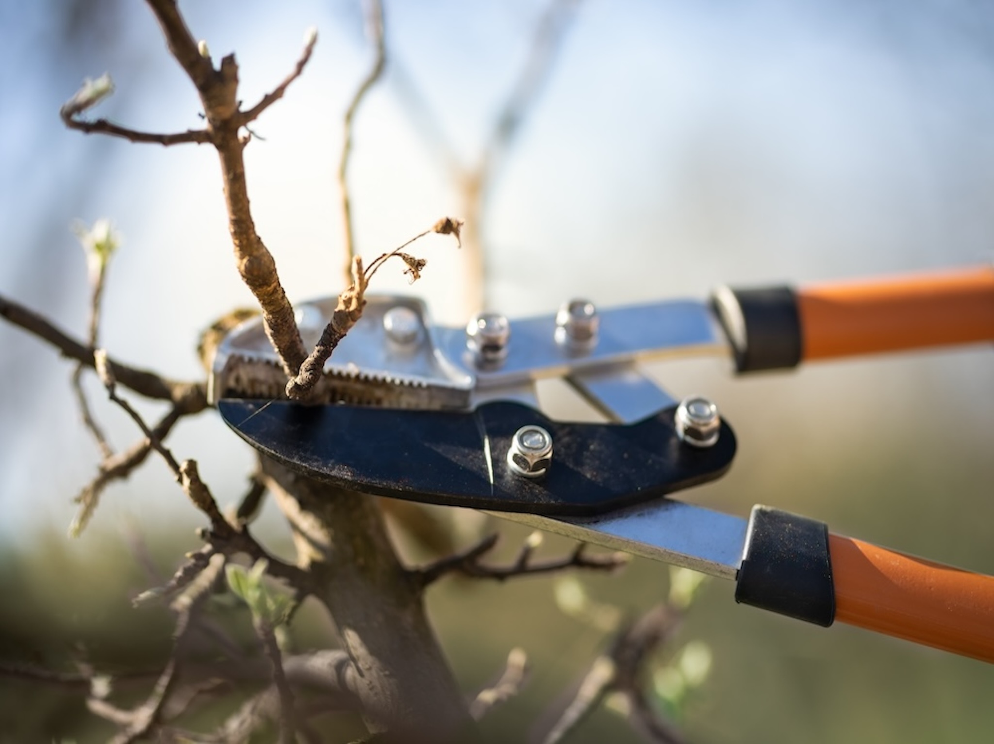 5 Tree Care Tips for Healthy Trees - Mulching, Pruning, and More - SES ...
