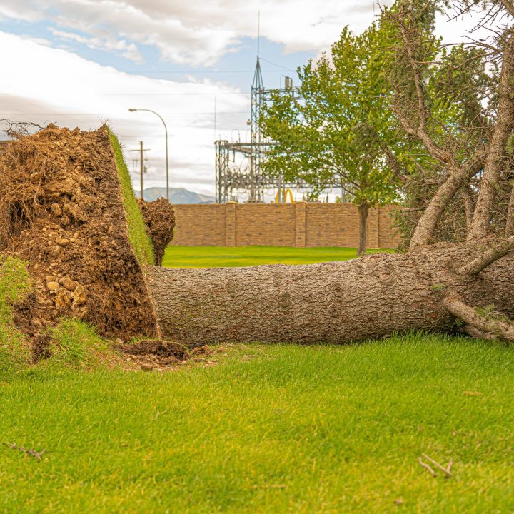 Home - SES Environmental Tree Service